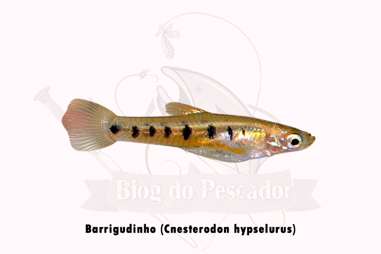 barrigudinho (cnesterodon hypselurus)