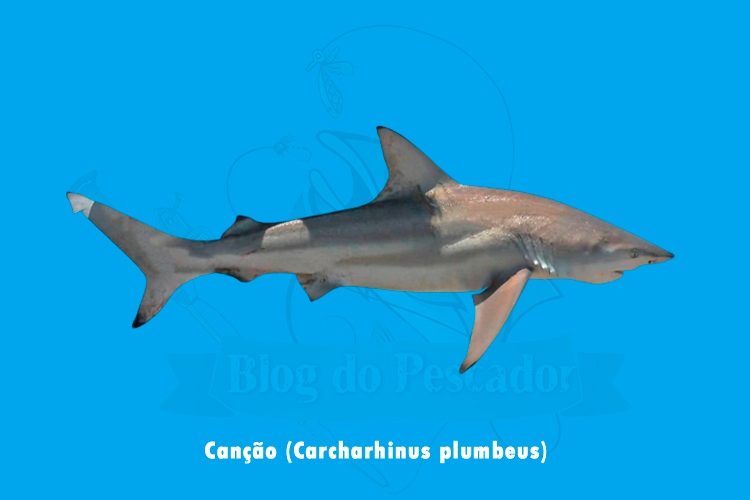 cancao ( carcharhinus plumbeus)