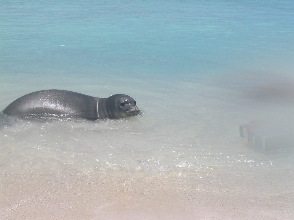 caracteisticas da foca monge do havai