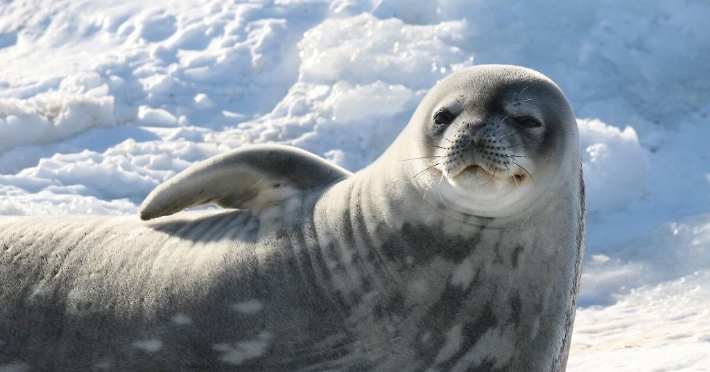 caracteristica da foca de weddell