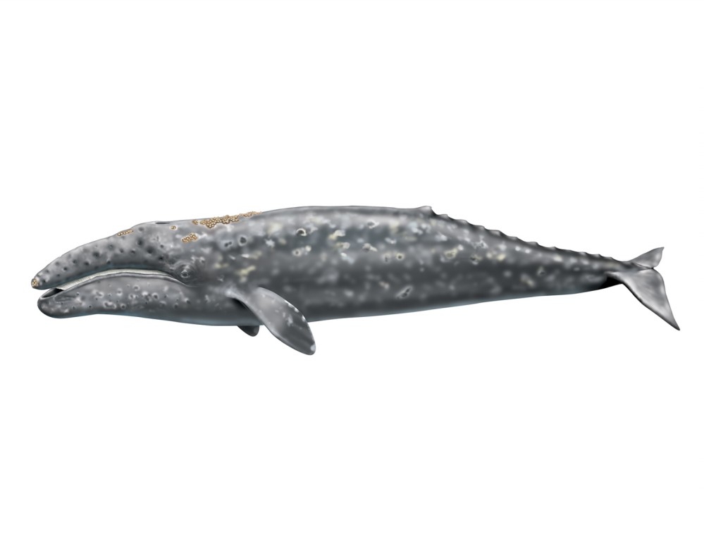 características da baleia-cinzenta