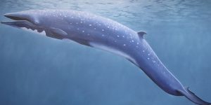características da baleia-sei