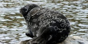 características da foca-anelada