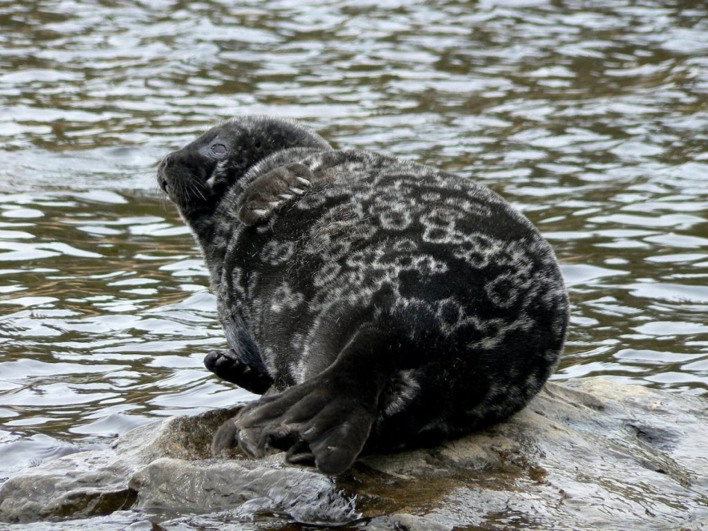 características da foca-anelada