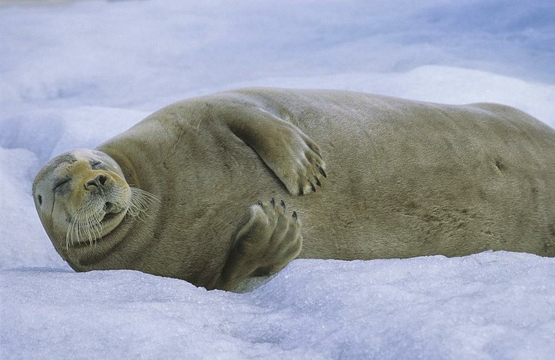 características da foca-barbuda