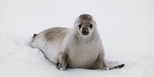 caracteristicas da foca-caranguejeira