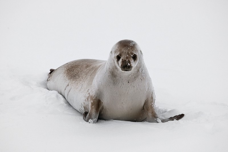 caracteristicas da foca-caranguejeira