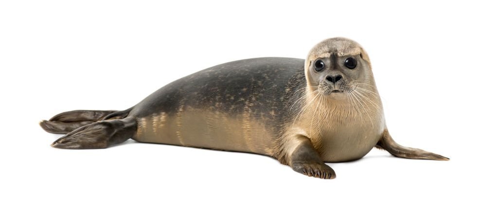 características da foca-comum