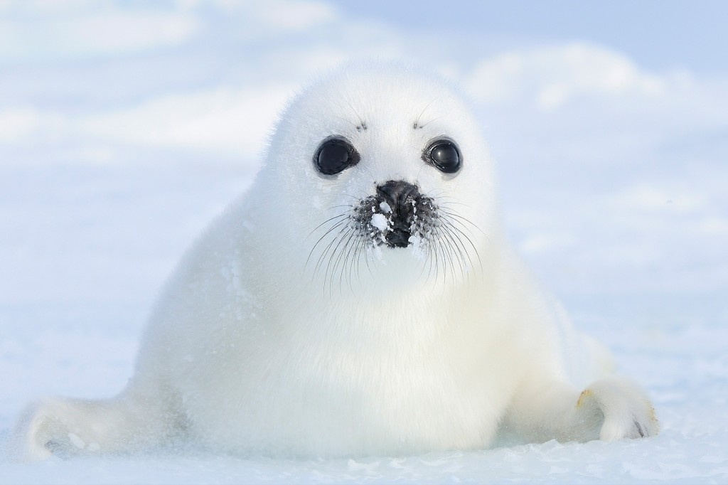 caracteristicas da foca da groenlandia