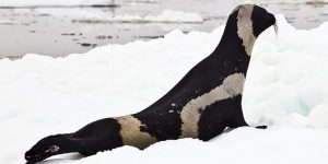 características da foca-de-bandas