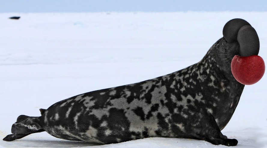 características da foca-de-crista