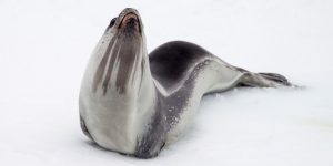 características da foca-de-ross