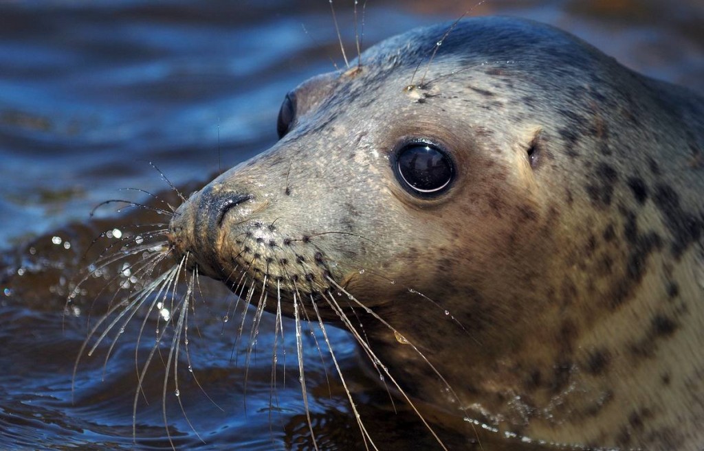 características da foca-do-mar-caspio