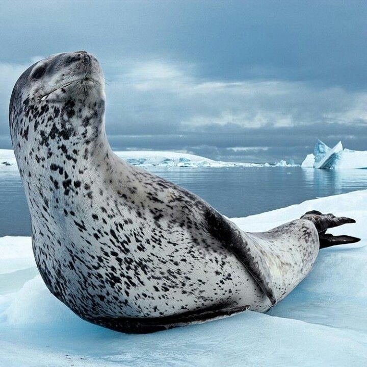 caracteristicas da foca leopardo