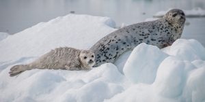 características da foca manchada