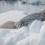 características da foca manchada