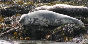 caracteristicas de foca cinzenta