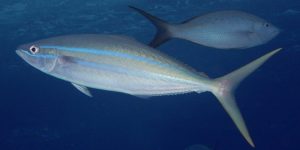 caracteristicas do peixe arabaiana-azul