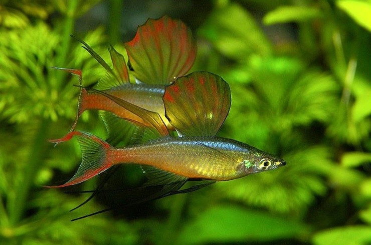 caracteristicas do peixe arco-íris agulha