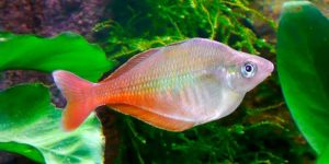 características do peixe arco-íris bleher