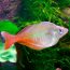 características do peixe arco-íris bleher