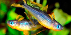 caracteristicas do peixe arco-íris furcatus