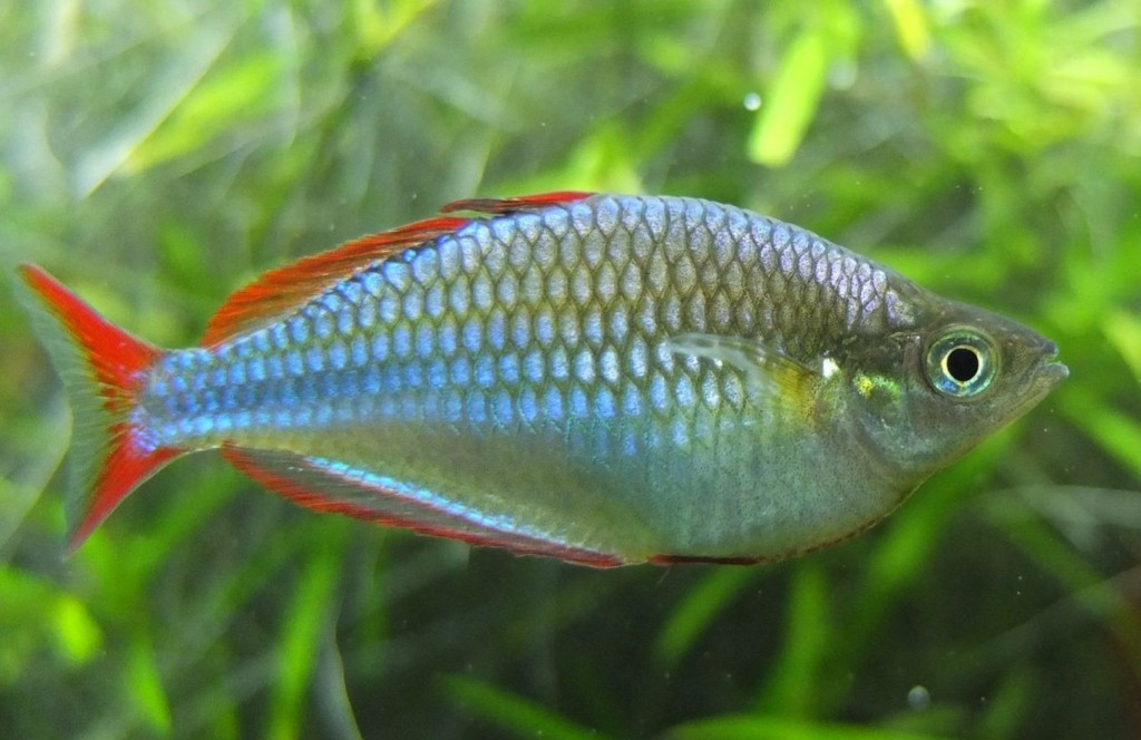 características do peixe arco iris neon