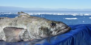 características do peixe bacalhau-da-antartica