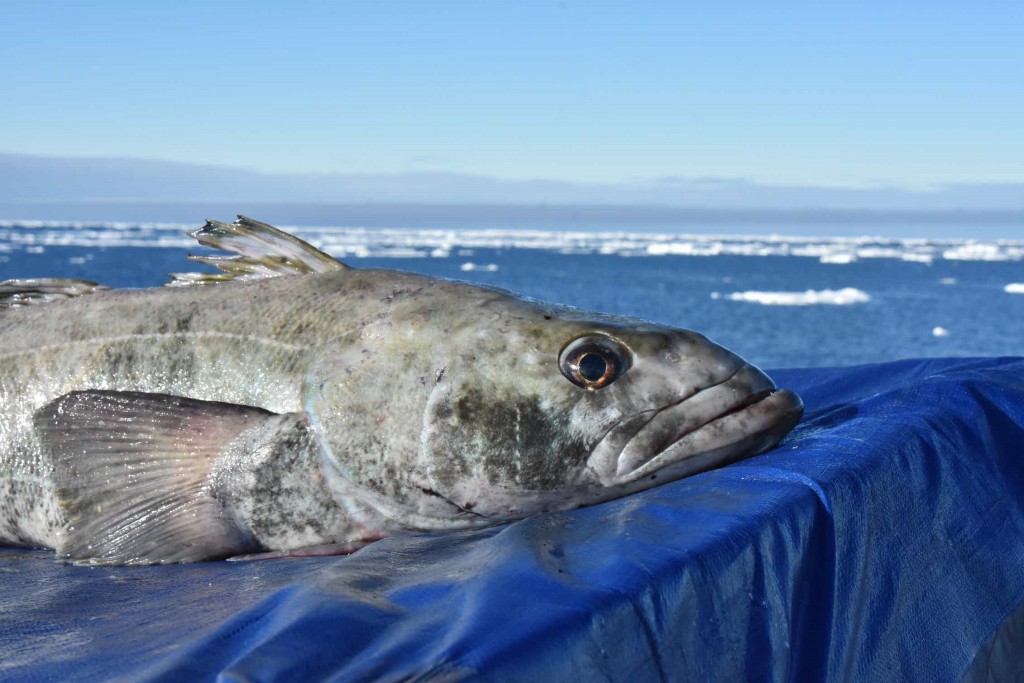 características do peixe bacalhau-da-antartica