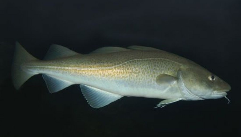 características do peixe bacalhau-do-atlantico
