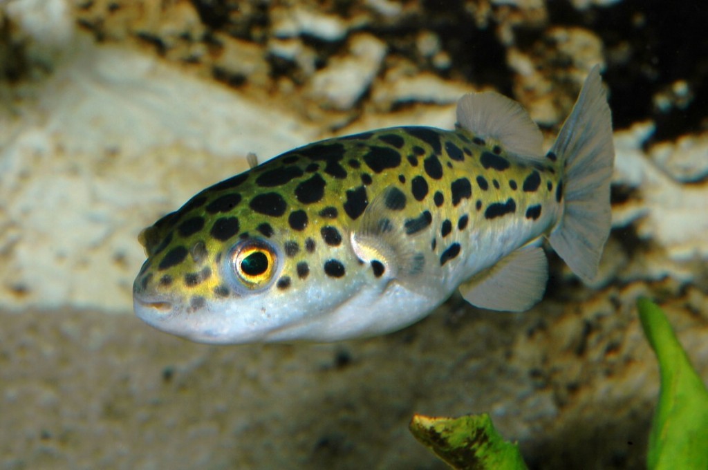 características do peixe baiacu verde pintado