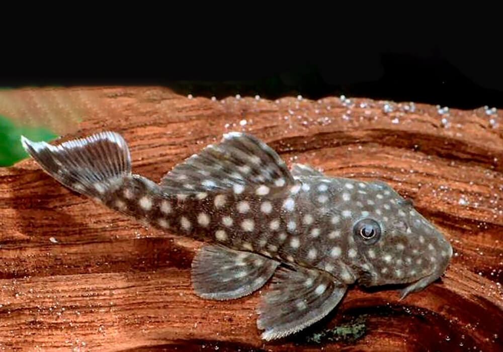 características do peixe baryancistrus niveatus