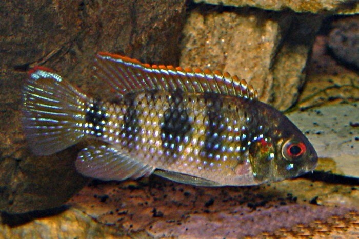 caracteristicas do peixe ciclídeo borboleta africano