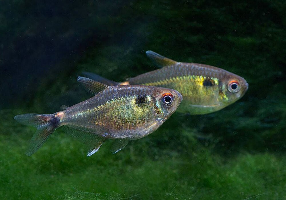 características do peixe lambari pipira
