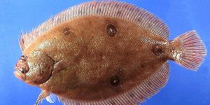 características do peixe linguado do golfo