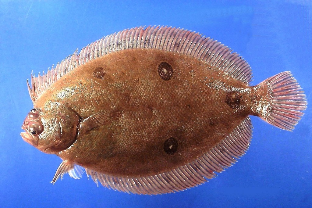 características do peixe linguado do golfo