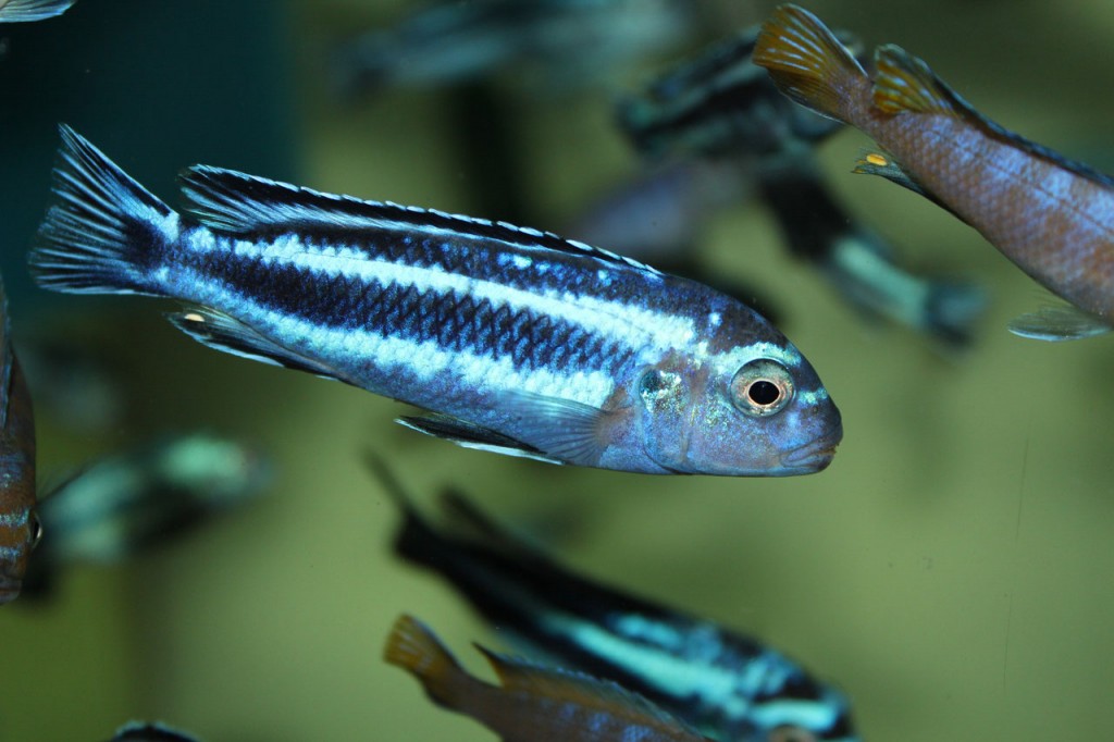 caracteristicas do peixe maingano