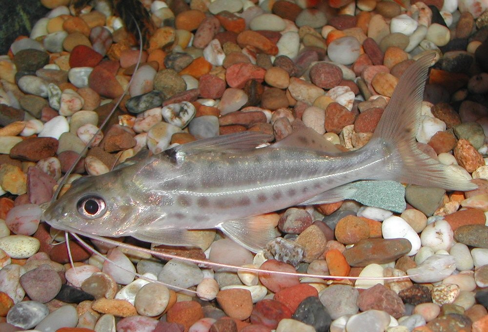 características  do peixe mandi-prata