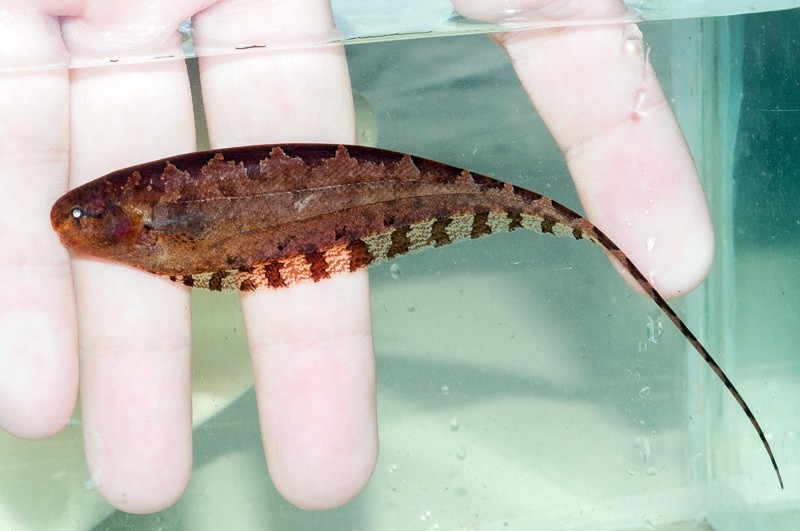 características do peixe sarrapu