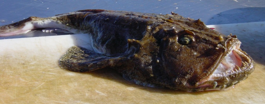 caracteristicas do peixe tamboril