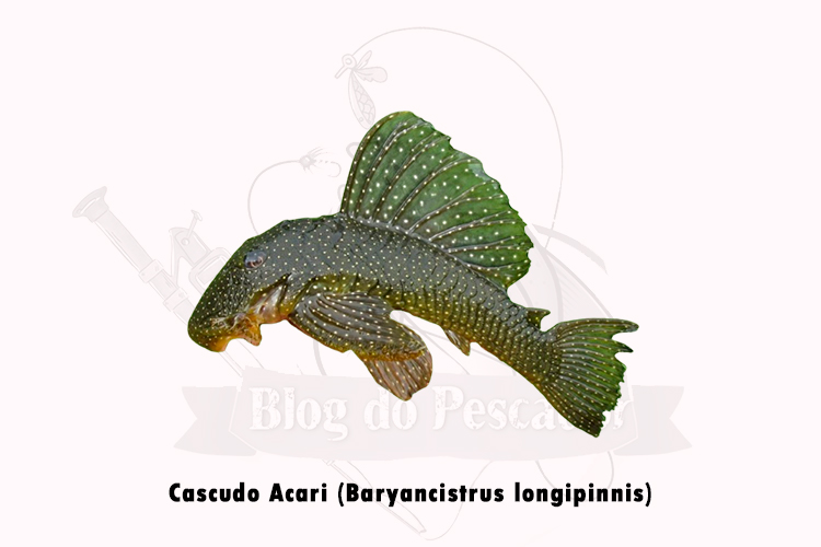 cascudo acari (baryancistrus longipinnis)