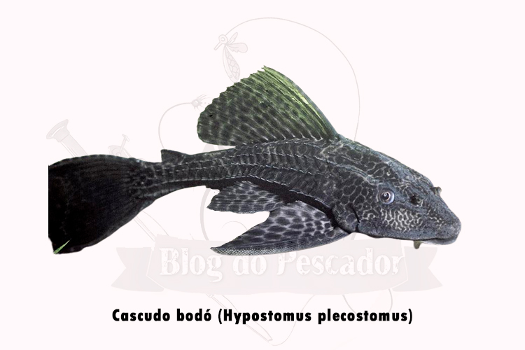cascudo bodo (hypostomus plecostomus)