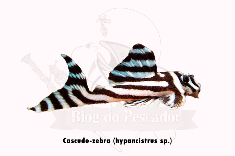 cascudo-zebra  ( hypancistrus sp.)