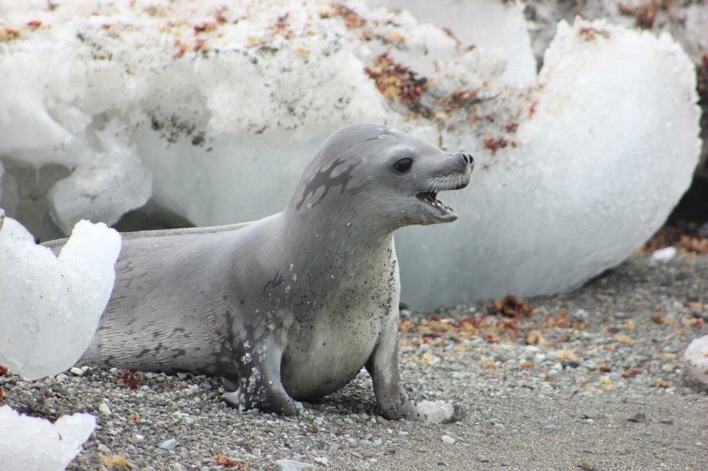comportamento da foca-caranguejeira