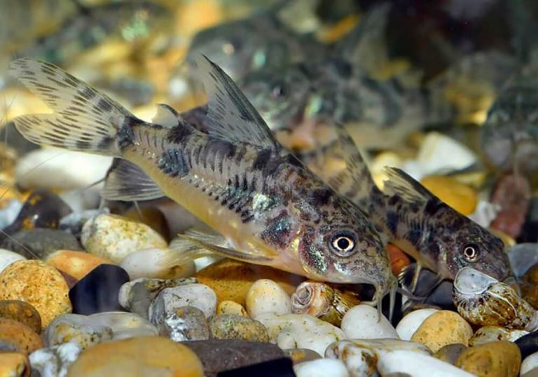 Coridora vela peixe: características, reprodução, alimentação e habitat ...