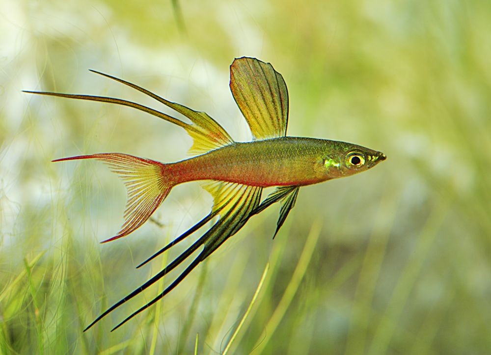 criacao do peixe arco-íris agulha em aquario