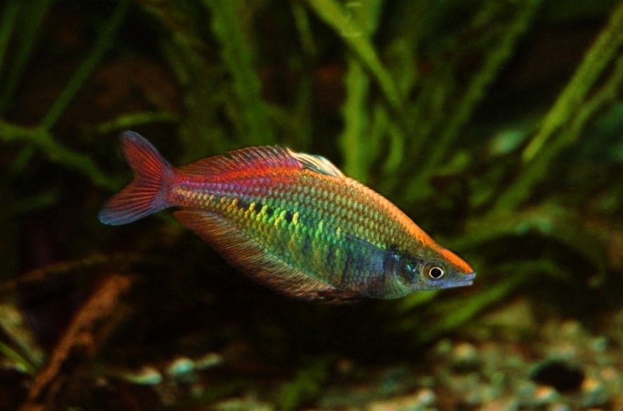 criacao do peixe arco-íris bleher em aquario