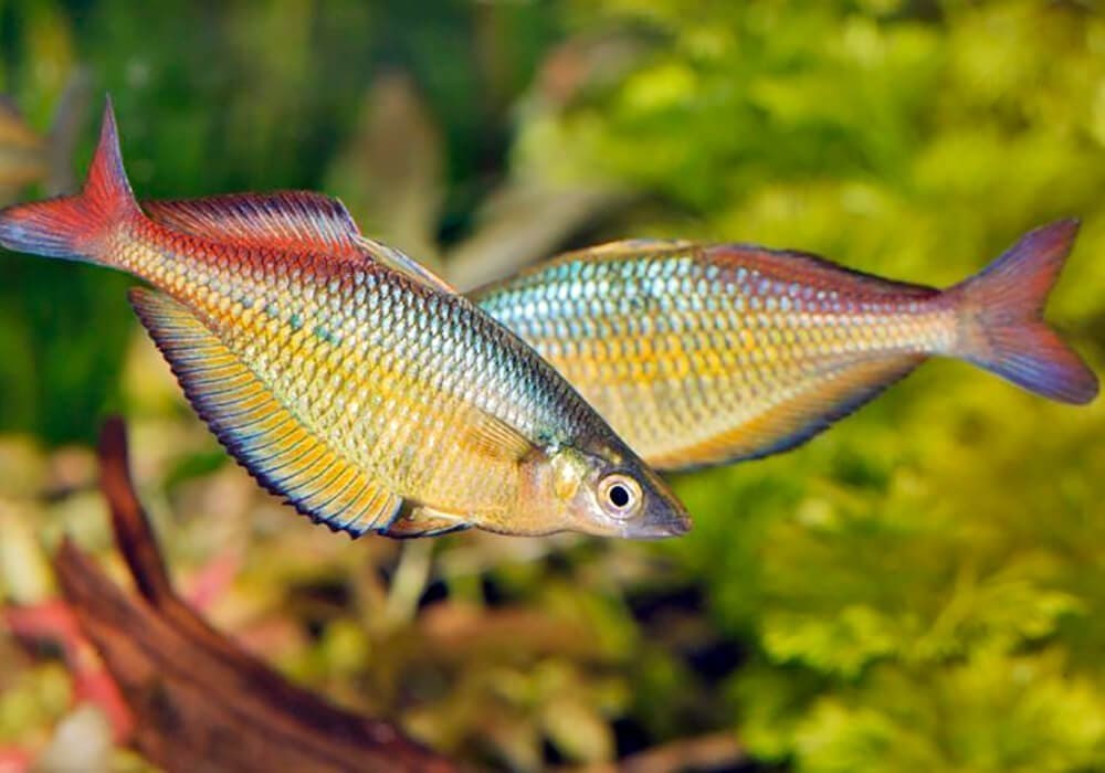 criacao do peixe arco-íris bleher