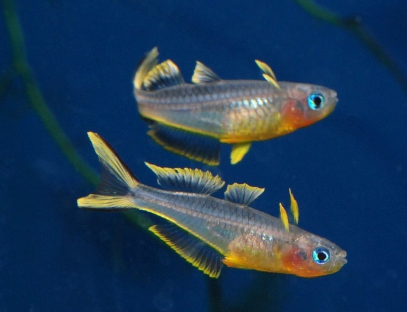 criacao do peixe arco-íris furcatus