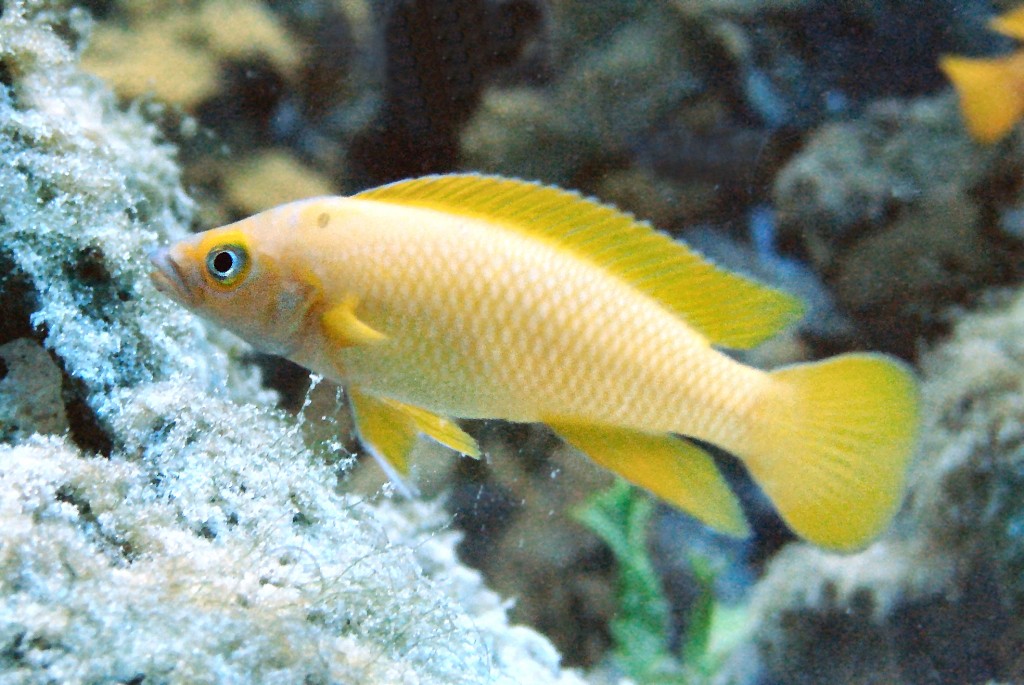 criacao do peixe ciclídeo dourado em aquario